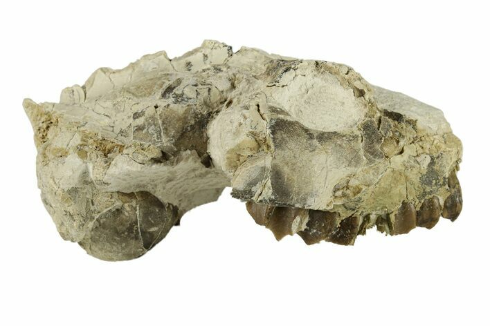 Bargain Fossil Oreodont (Leptauchenia) Upper Skull - South Dakota #269903